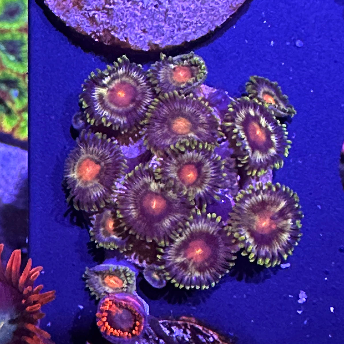 Pinwheels Zoa