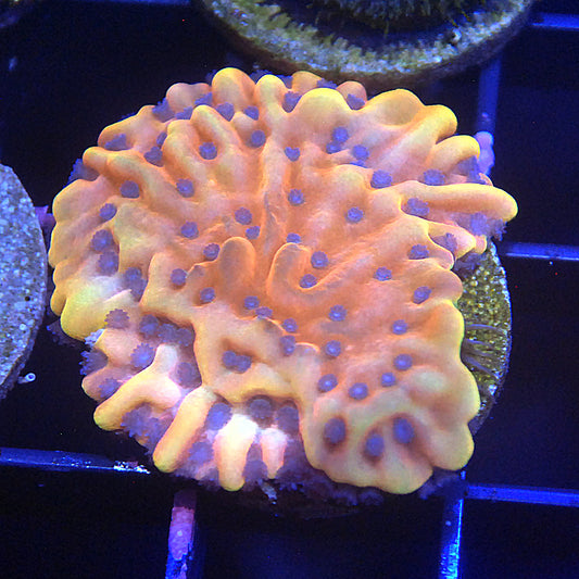 Kung Pao Montipora