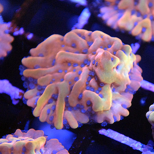 Flaming Phoenix Montipora