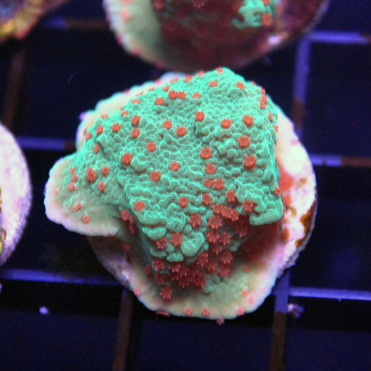 Season's Greetings Montipora