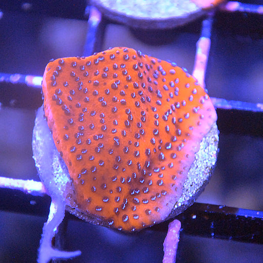 Superman Montipora
