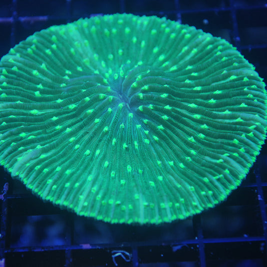 Plate Coral - Green