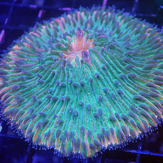 Plate Coral - Flame Rim (Huge)