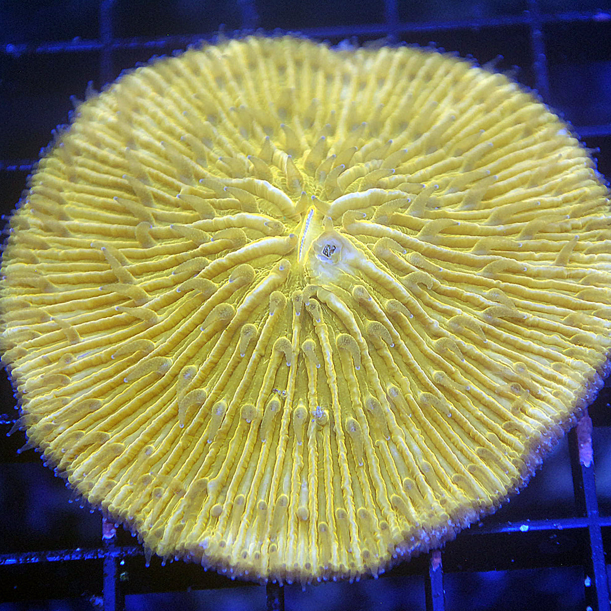 Plate Coral - Yellow