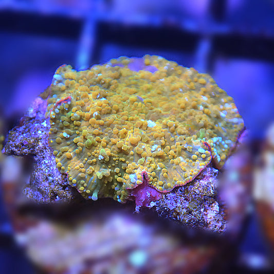 Islander Corals Jaw Smasher Discosoma Mushroom