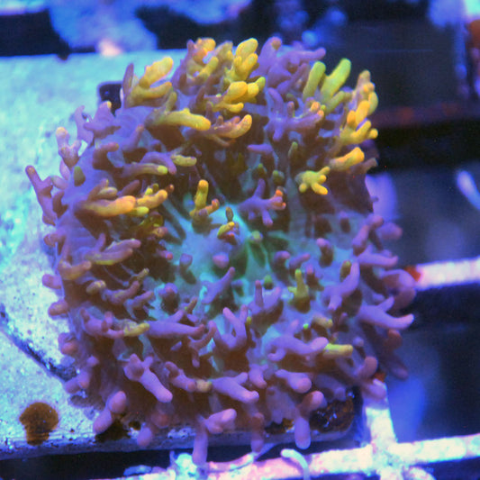 Magic Carpet Bounce Mushroom
