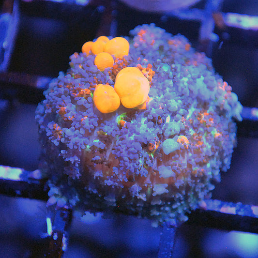 OG Bounce Mushroom