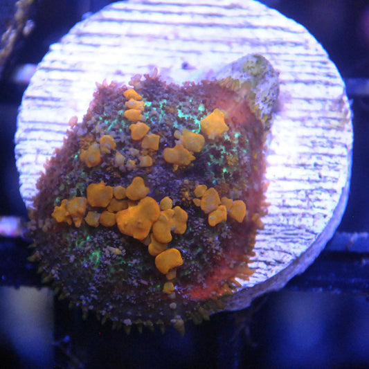 Sunkist Bounce Mushroom