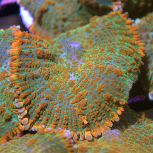 Tequila Sunrise Mushroom