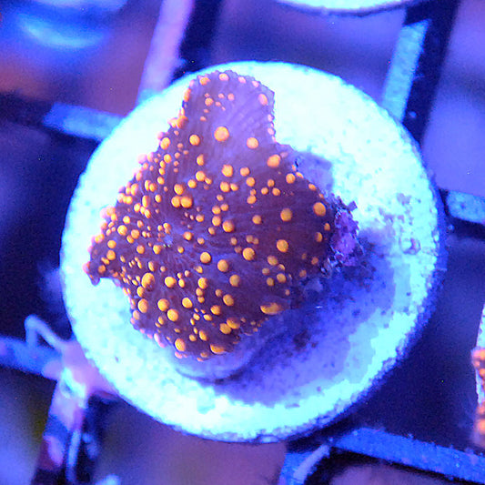 Instellar Discosoma Mushroom