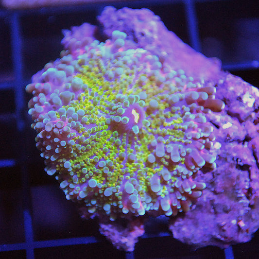 Islander Corals Yellow Yuma Bounce