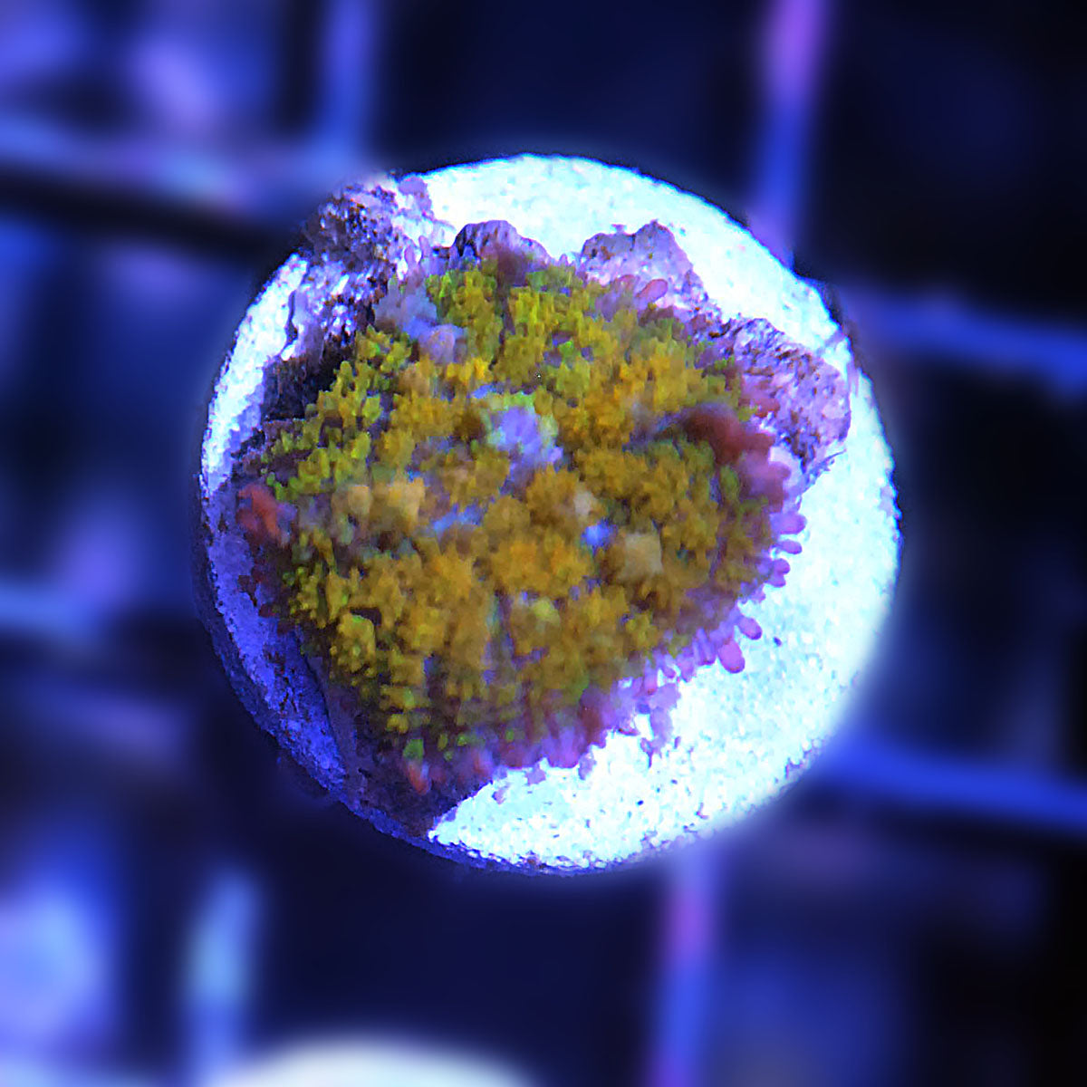 Gonzo Golden Dragon Mushroom