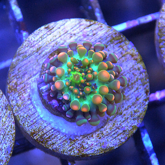 Godzilla Yuma Mushroom