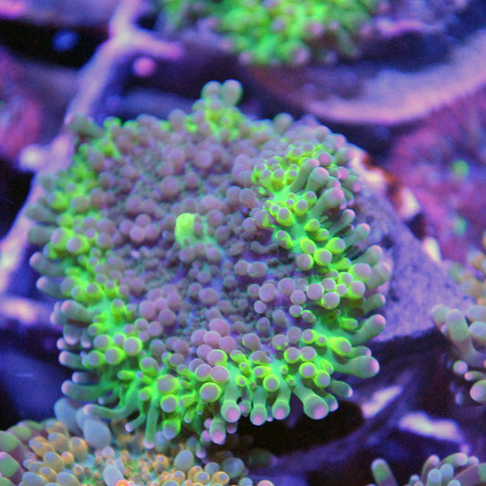 Islander Corals Yellow Jacket Yuma Mushroom
