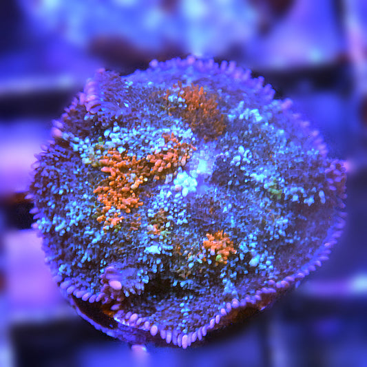 Islander Corals Prospect Rhodactis Bounce Mushroom