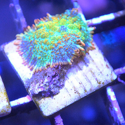 Maui Wowie Mushroom