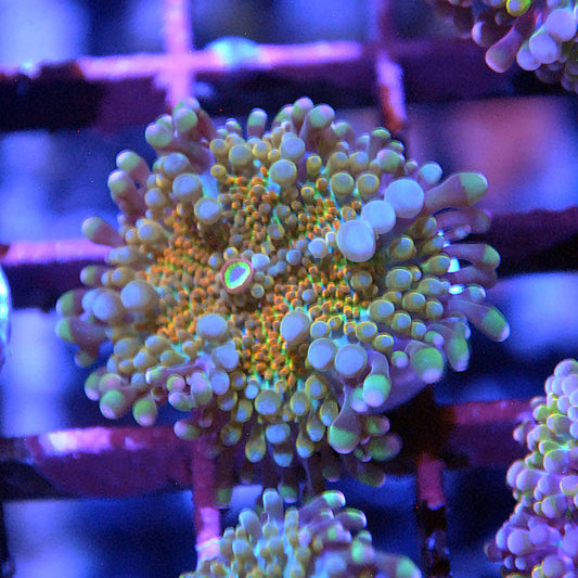 Islander Corals Rainbow Yuma Mushroom