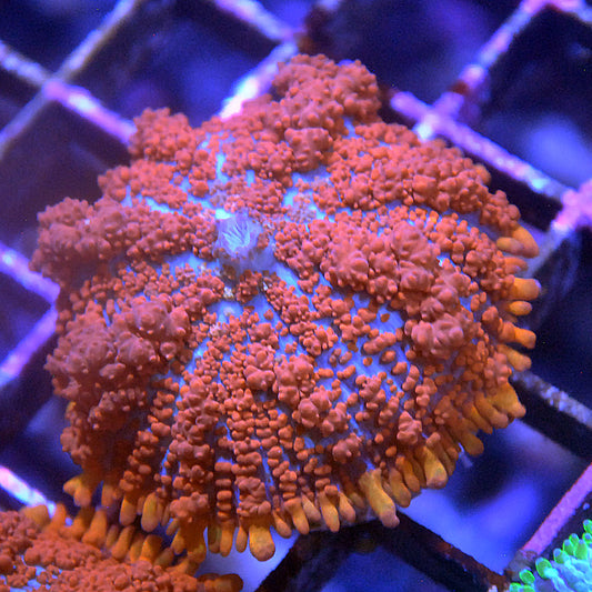 Raunchy Red Bounce Mushroom