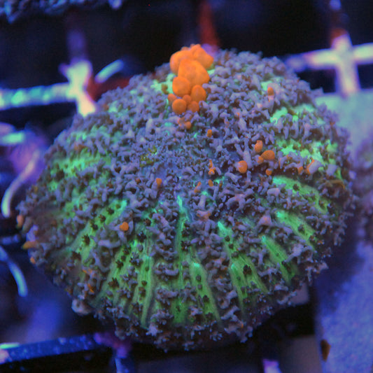 Sunkist Bounce Mushroom