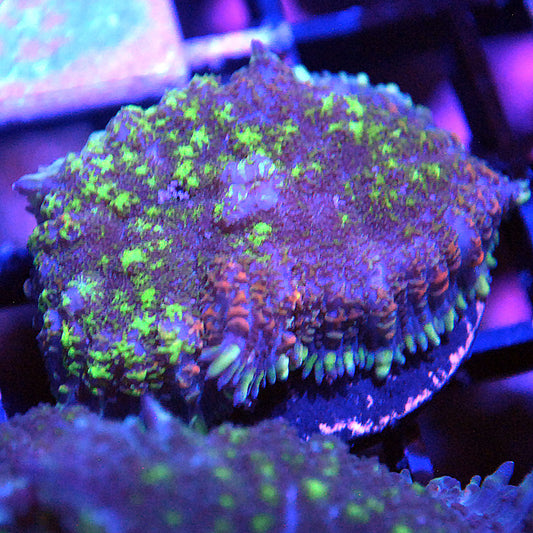 Islander Corals Flaming Uranium Bounce Mushroom