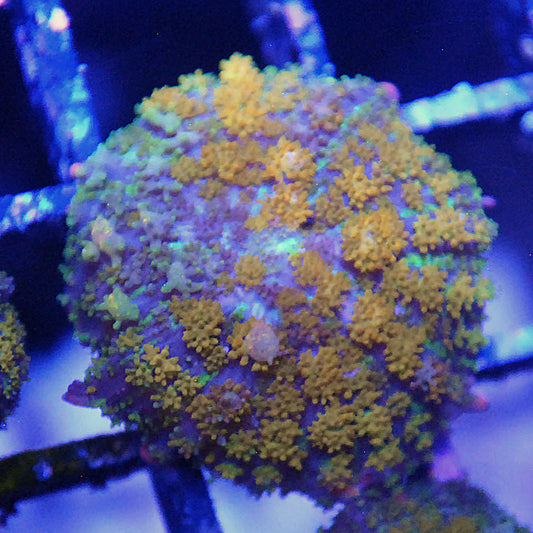 Gonzo Golden Dragon Mushroom