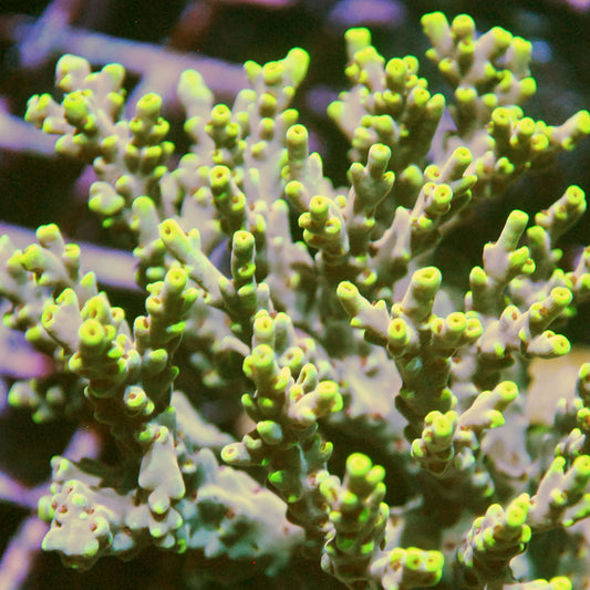 Islander Corals Yellow Speciosa