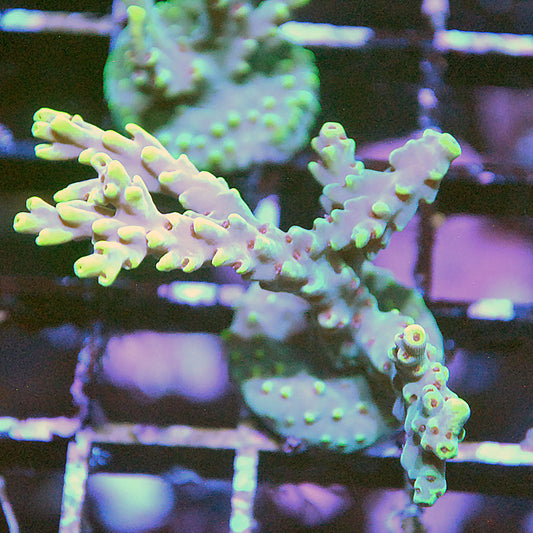 Islander Corals Yellow Speciosa