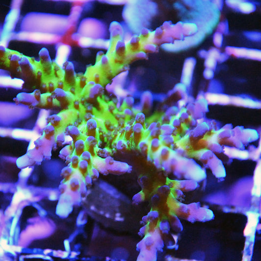 Miyagi Tort Acropora