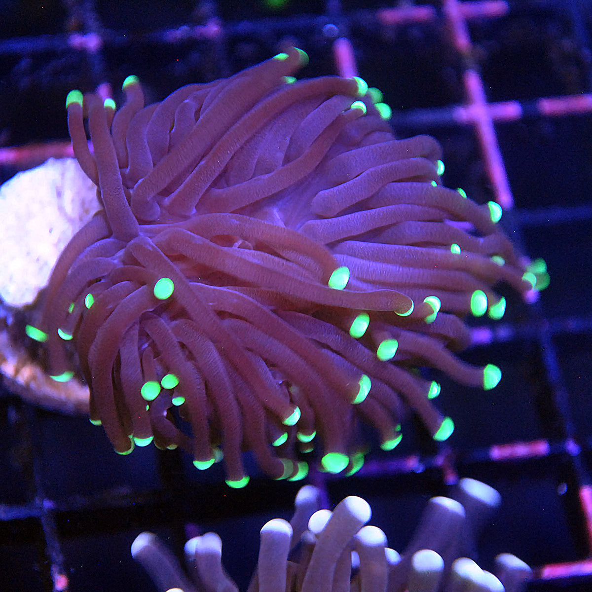 Yellow Tip Torch Coral