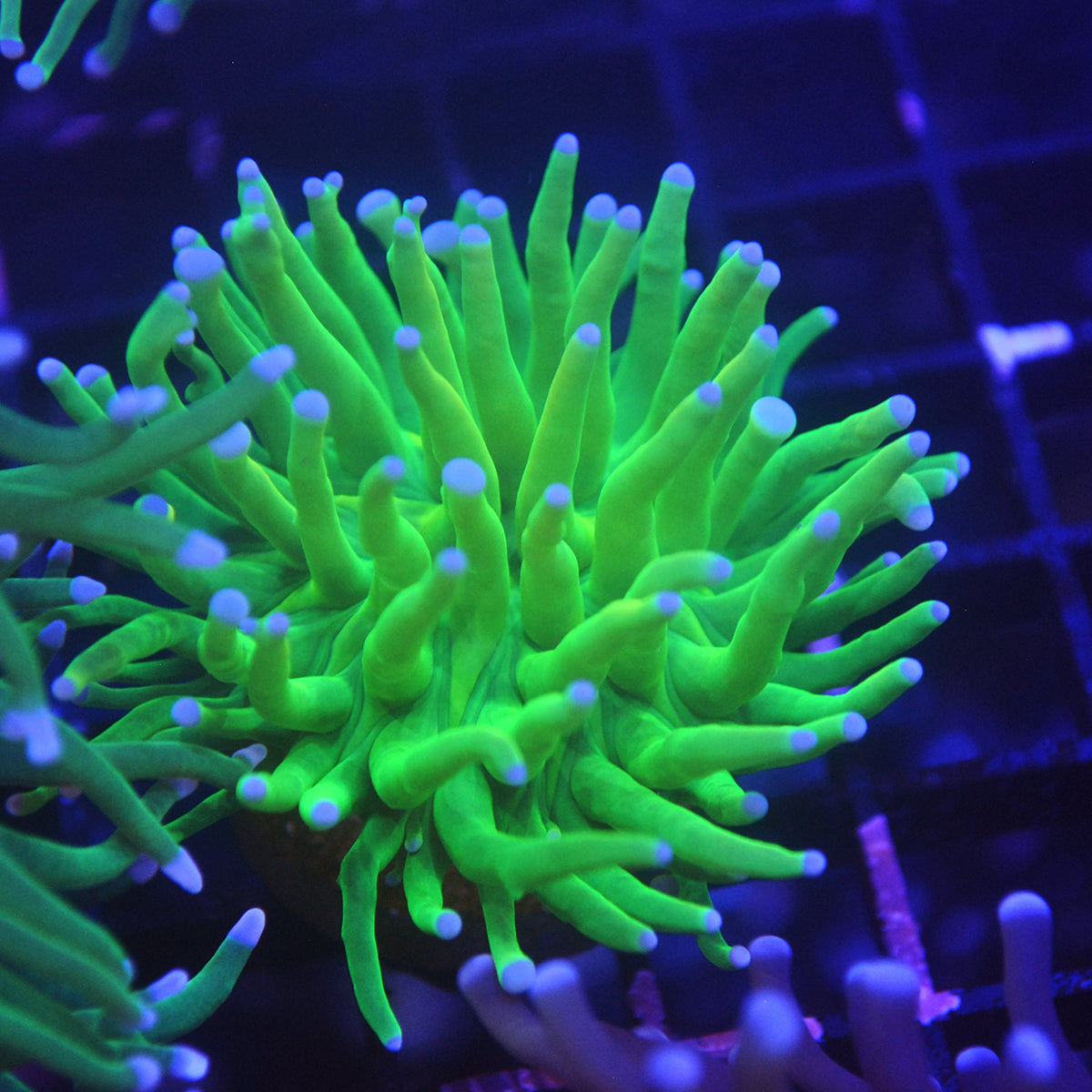 Holygrail Torch Coral