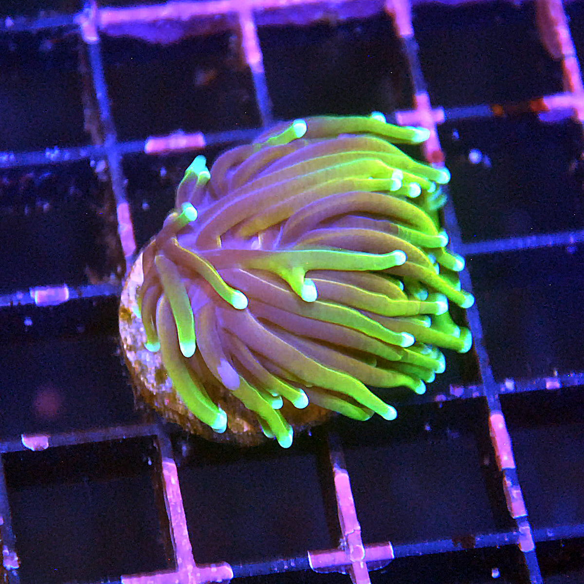 Hellfire Torch Coral