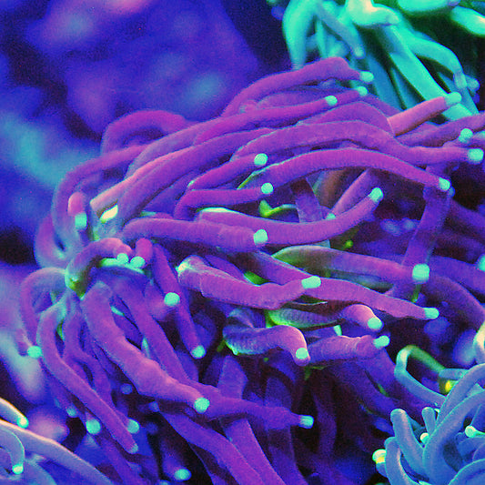 Torch - Tiger Knicks