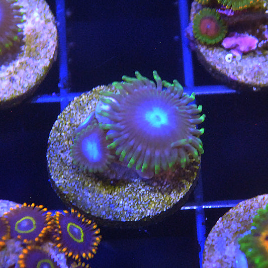 Islander Corals Abyss Zoa / Zoanthid