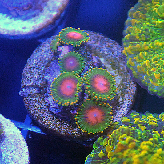 Awesome Blossom Zoa / Zoanthid