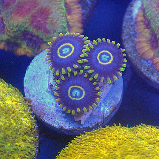 Blue Hornet Zoa / Zoanthid