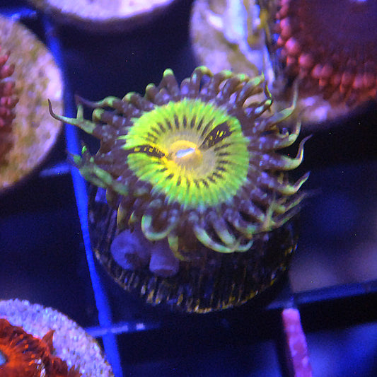 Buttkisser Zoa / Zoanthid