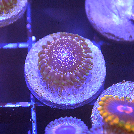 Gizmos Zoa / Zoanthid