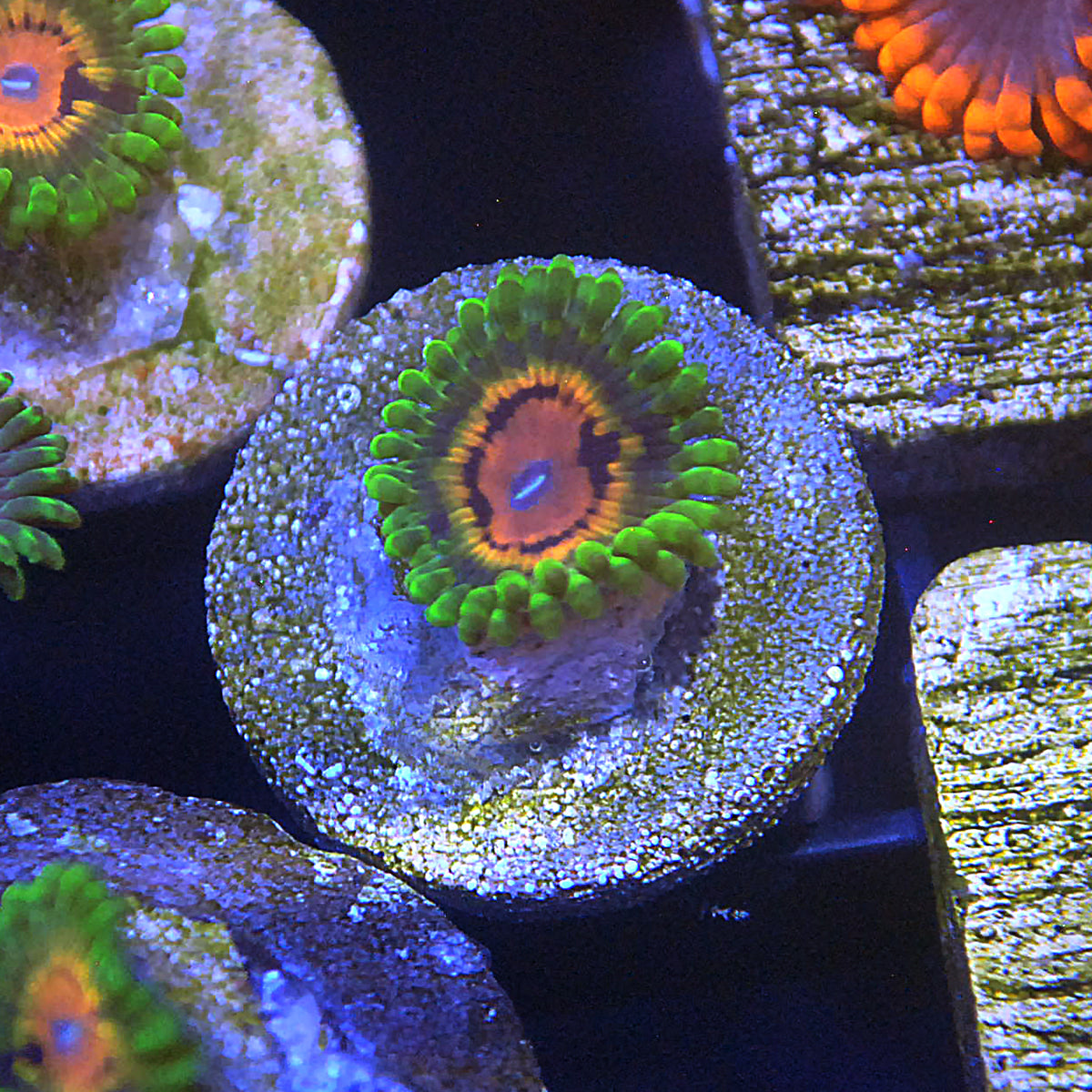 Marvin The Martian Zoa