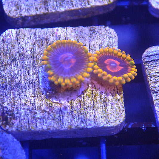 Mind Trick Zoa