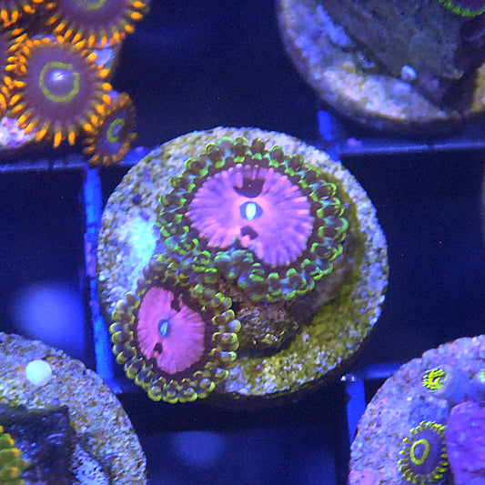 Pink Diamond Zoa / Zoanthid