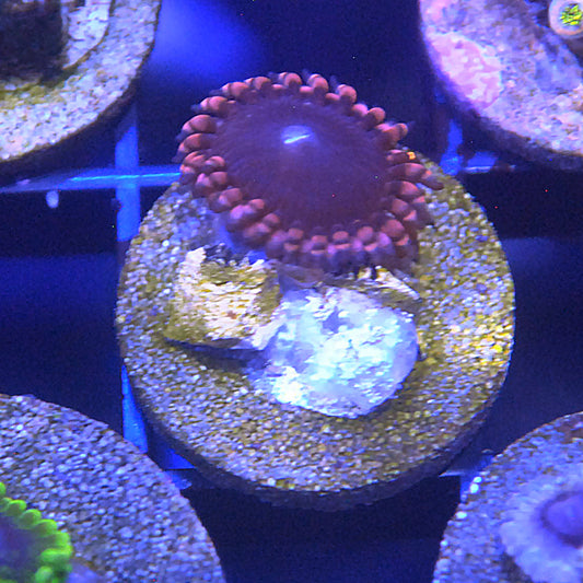 Pluto Passion Zoa / Zoanthid