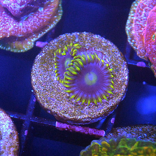 Purpleberry Zoa / Zoanthid