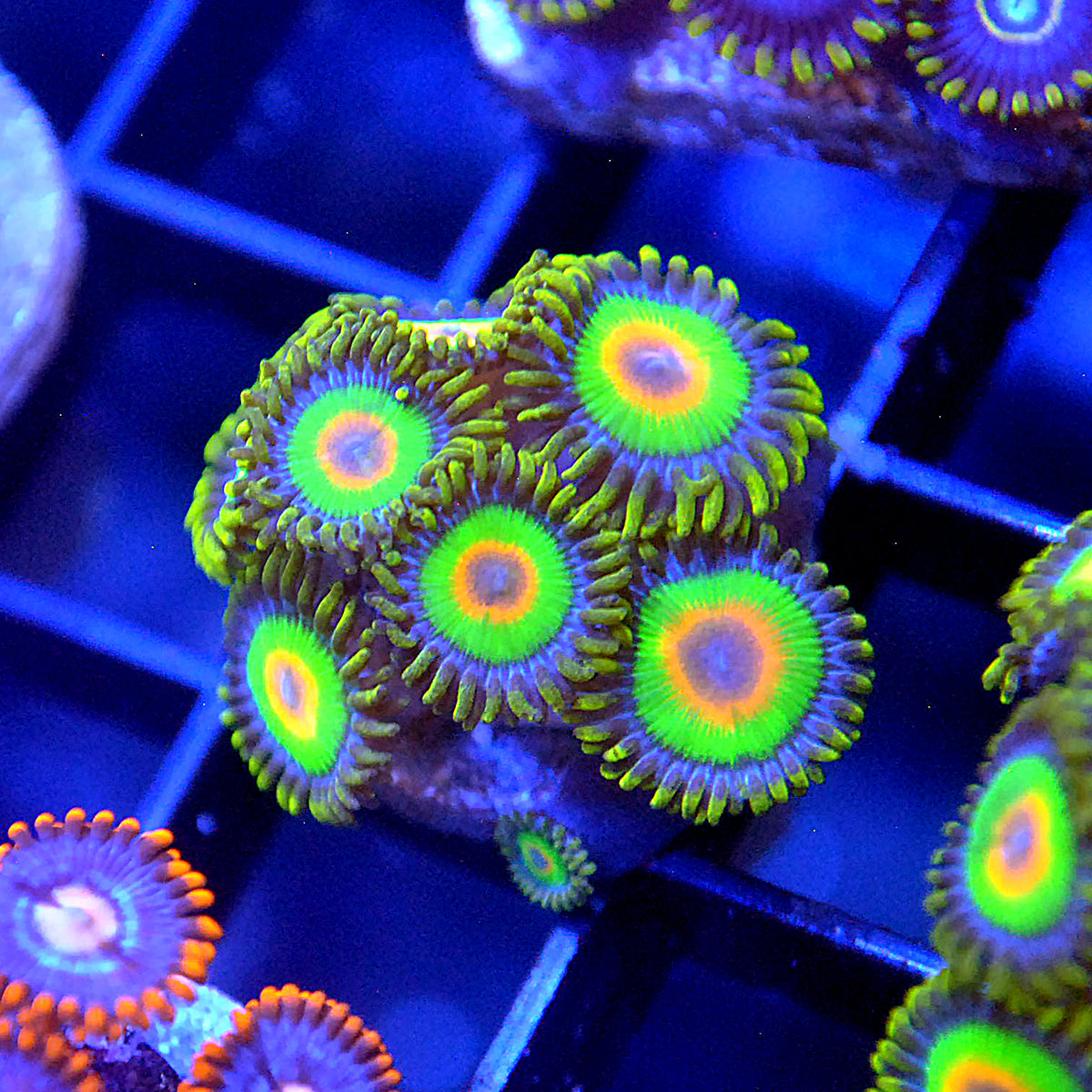 Rasta Zoa