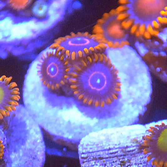 Red Hornets Zoa / Zoanthid