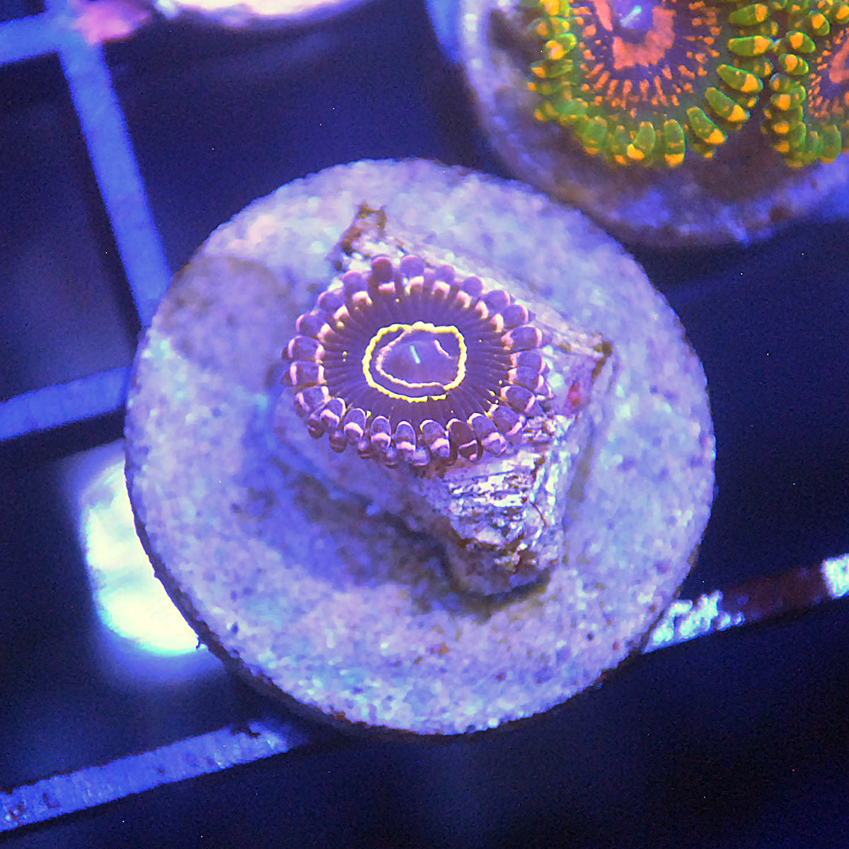 Stratosphere Zoa