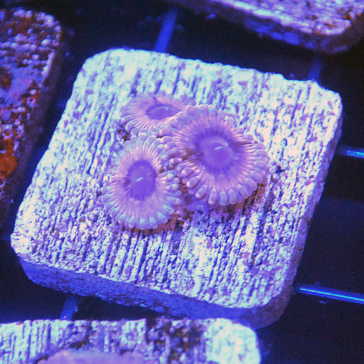 White Walkers Zoa / Zoanthid