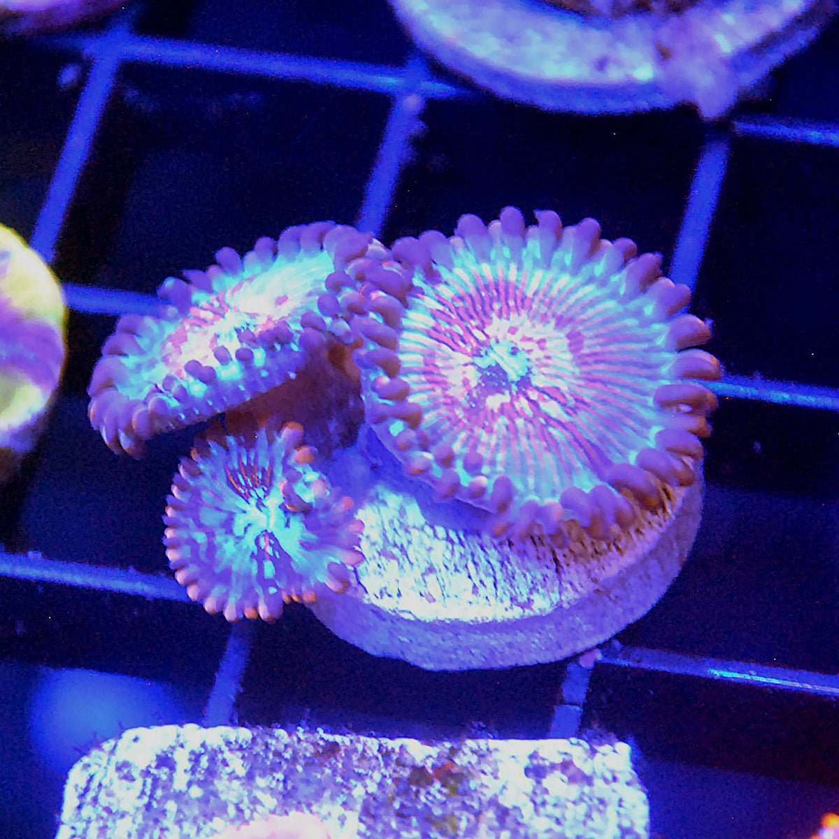 White Zombie Zoa / Zoanthid