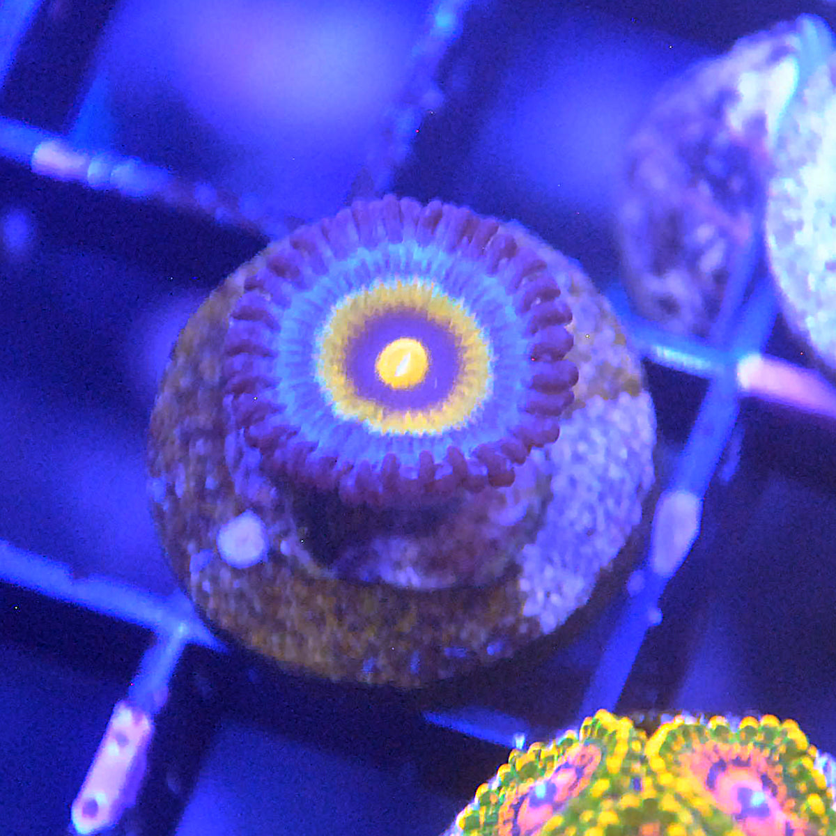 Wolverine Zoa