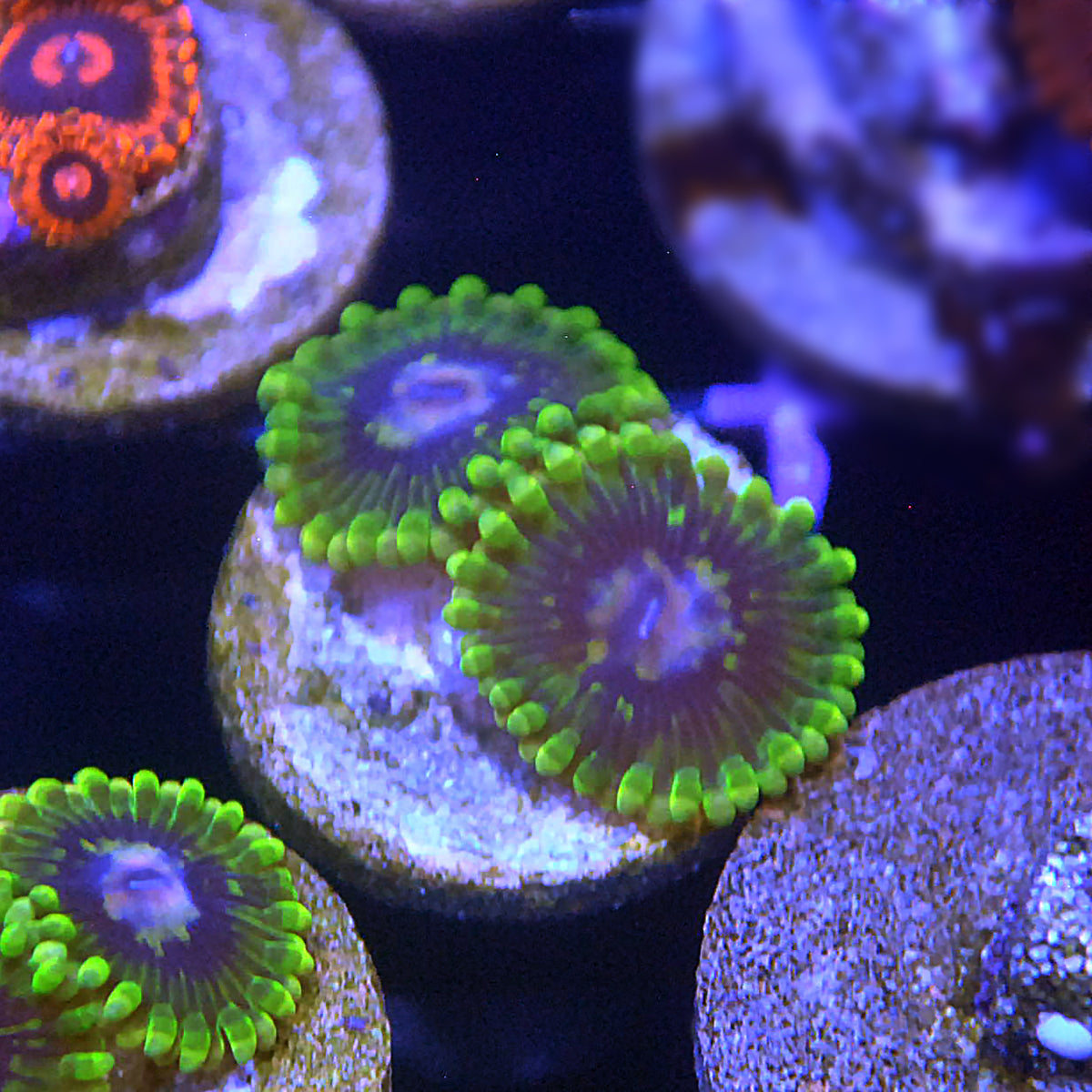 WOW (Wobbegong) Zoa / Zoanthid