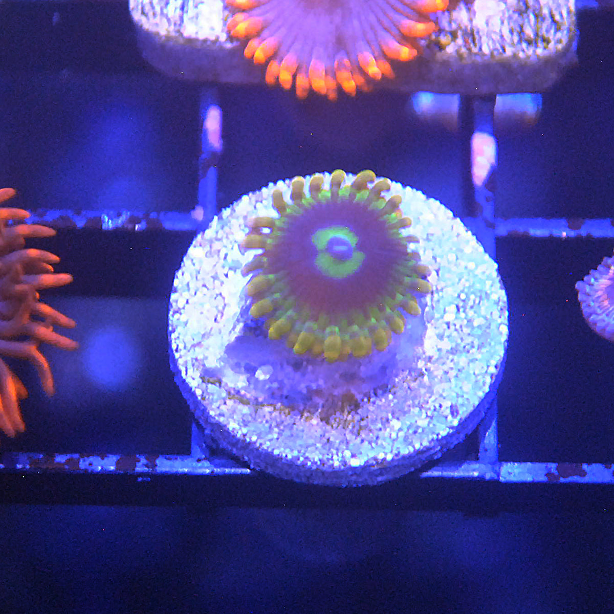 Yoda Zoa / Zoanthid